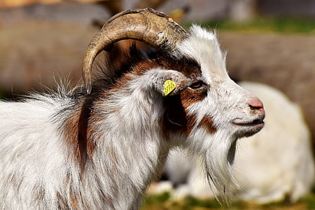 white and brown goat selective focus photography thumbnail