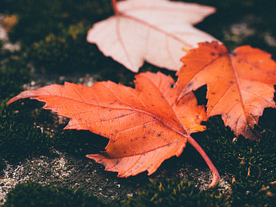 selective focus photo of dried leaves on ground thumbnail