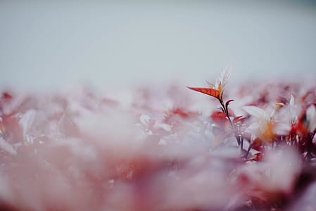 shallow focus photography of pink flowers thumbnail