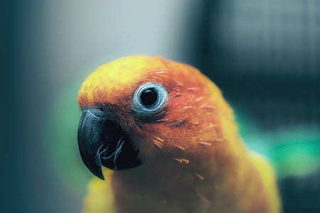 photo of yellow and orange bird thumbnail
