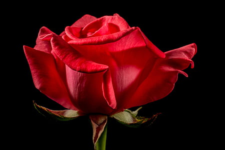 red rose thumbnail