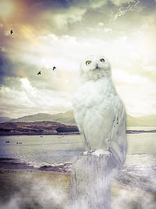 white owl standing on tree log during daytime thumbnail