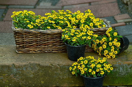 yellow potted daisy flowers thumbnail