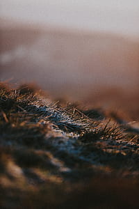grass, field, snow, ice thumbnail