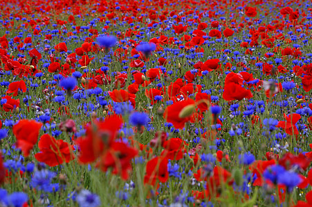 red rose field thumbnail