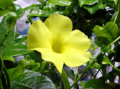 Wild Allamanda, Yellow Mandevilla thumbnail