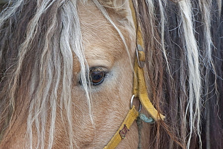 close-up photo of brown horse thumbnail