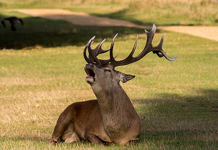 brown deer on green grass field thumbnail