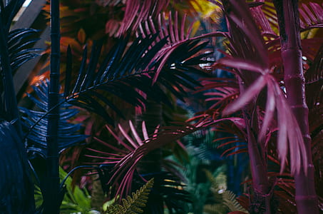 assorted-color leaves thumbnail