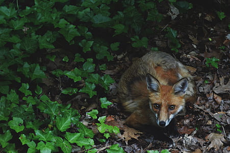 orange fox sitting on brown dried leaves near ivy plant thumbnail