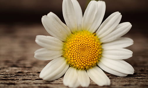 shallow focus photography of white sunflowers thumbnail