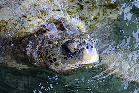 sea turtle in body of water thumbnail