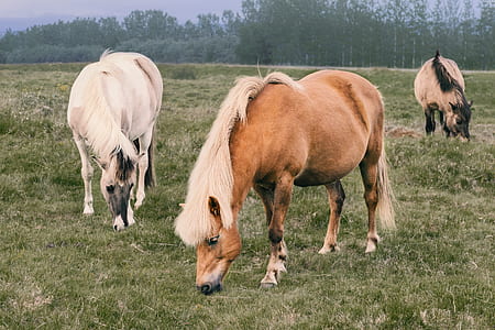 three brown and white horse eating grass near trees at daytime thumbnail