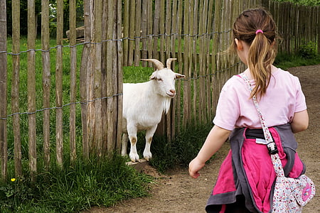 woman wearing pink top looking at white goat on brown wooden fence thumbnail
