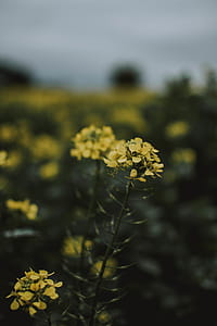 Shallow Focus Photography Of Yellow Flowers thumbnail