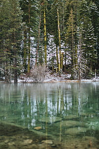 green pine trees covered with snow next to calm river thumbnail