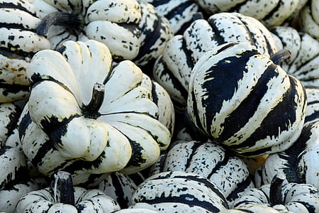 bunch of gray pumpkins thumbnail