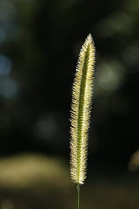 green plant thumbnail