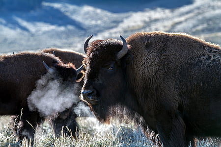 photo of brown buffalos thumbnail