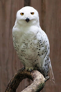 close-up photo of white and black bird thumbnail