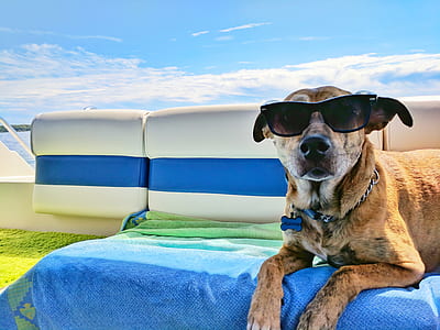 short-coated tan dog wearing black sunglasses under blue sky thumbnail