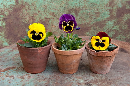 three green leaf plants with yellow flowers on brown pots thumbnail