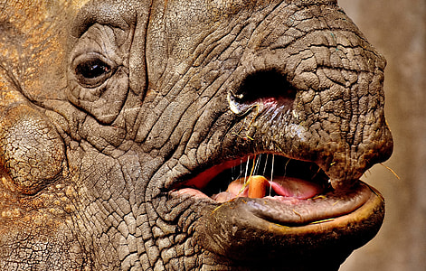 brown rhinoceros close-up photography thumbnail