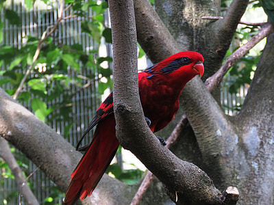 red and black parrot on tree branch during daytime thumbnail