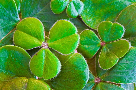 close-up photo of green leaf plant thumbnail