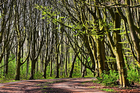 photography of green forest trees during daytime thumbnail