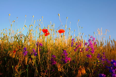 purple petaled flowers during daytime thumbnail