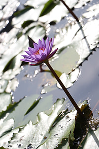 Lotus, Water Lilies thumbnail