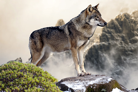 grey and white wolf standing on the rock thumbnail