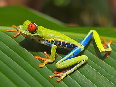 green,blue and yellow leaf frog closeup photography thumbnail