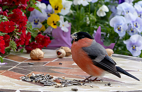 brown and gray bird next to sunflower seeds on table near flowers during daytime thumbnail