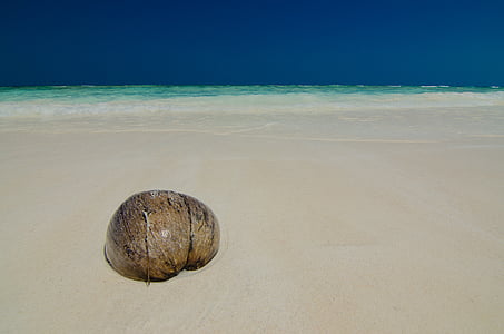 brown coconut shell on seashore thumbnail