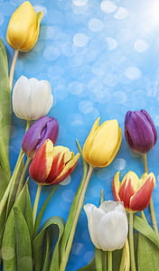 tulip flowers on blue board thumbnail