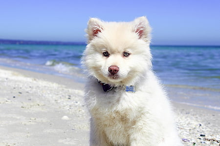 white Alaskan malamute puppy on seashore thumbnail