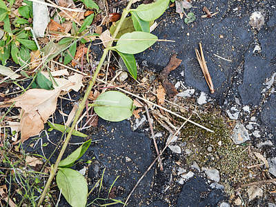 green leaf on black stone thumbnail