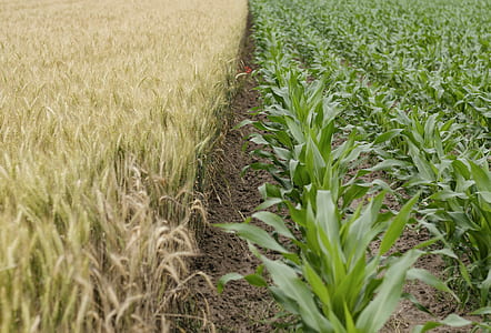 green corn stalk lot thumbnail