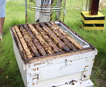 white wooden honeybee hive thumbnail