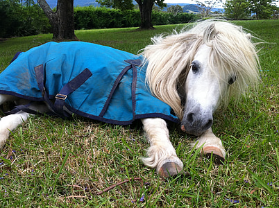 pony with harness lying down on grass field thumbnail