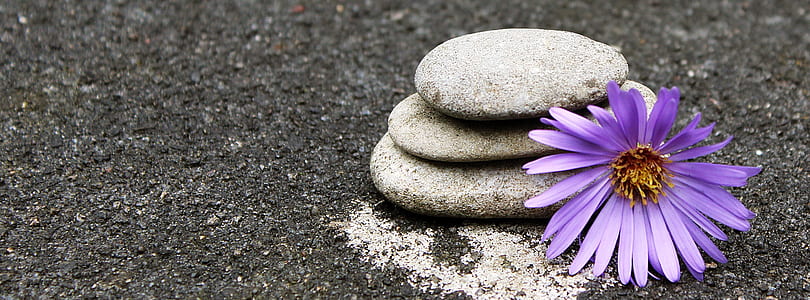 close up photo of purple petaled flower thumbnail