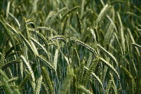 green wheat field thumbnail