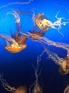 orange jelly fish thumbnail