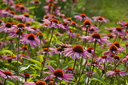 close-up photography of pink petaled coneflower field thumbnail