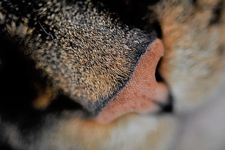 cat, mackerel, animal, cat nose, nose, close thumbnail