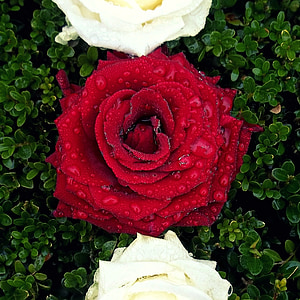 water drops on red rose thumbnail