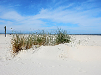 grass on sand thumbnail