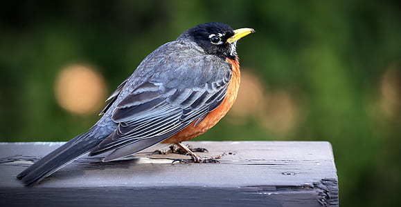 shallow focus photography of gray and black bird thumbnail